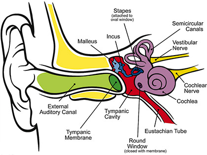 Figure 1: The morphology of the human ear